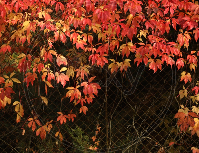 Autumn Leaves on an iron fence
