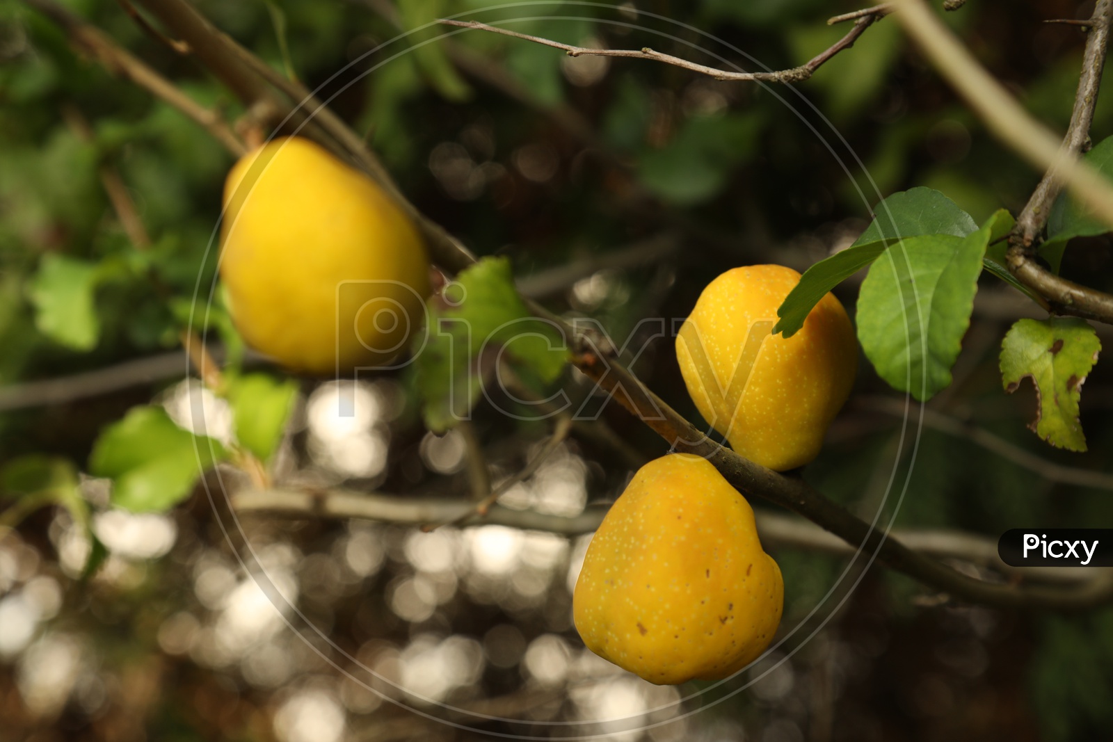 Citron fruits of a Tree