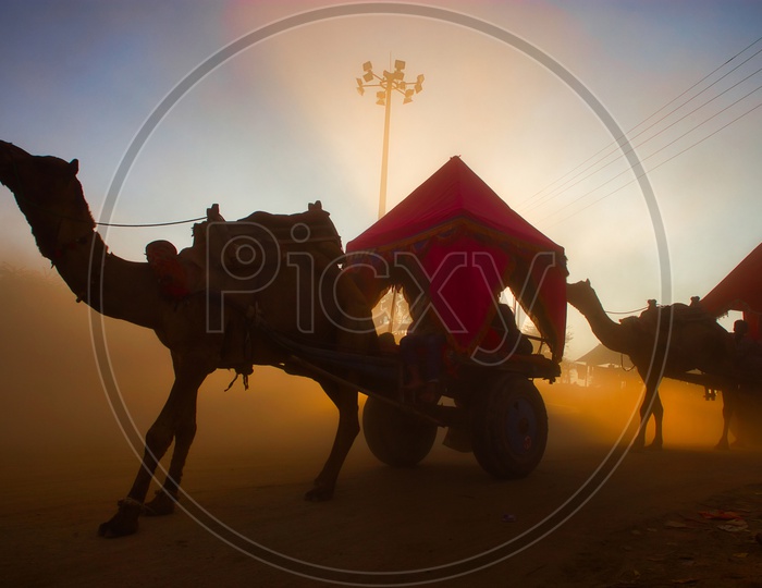 Camel Carts in Pushkar
