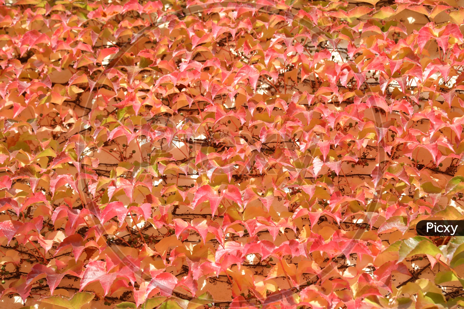 Autumn Maple Tree with Reddish leaves