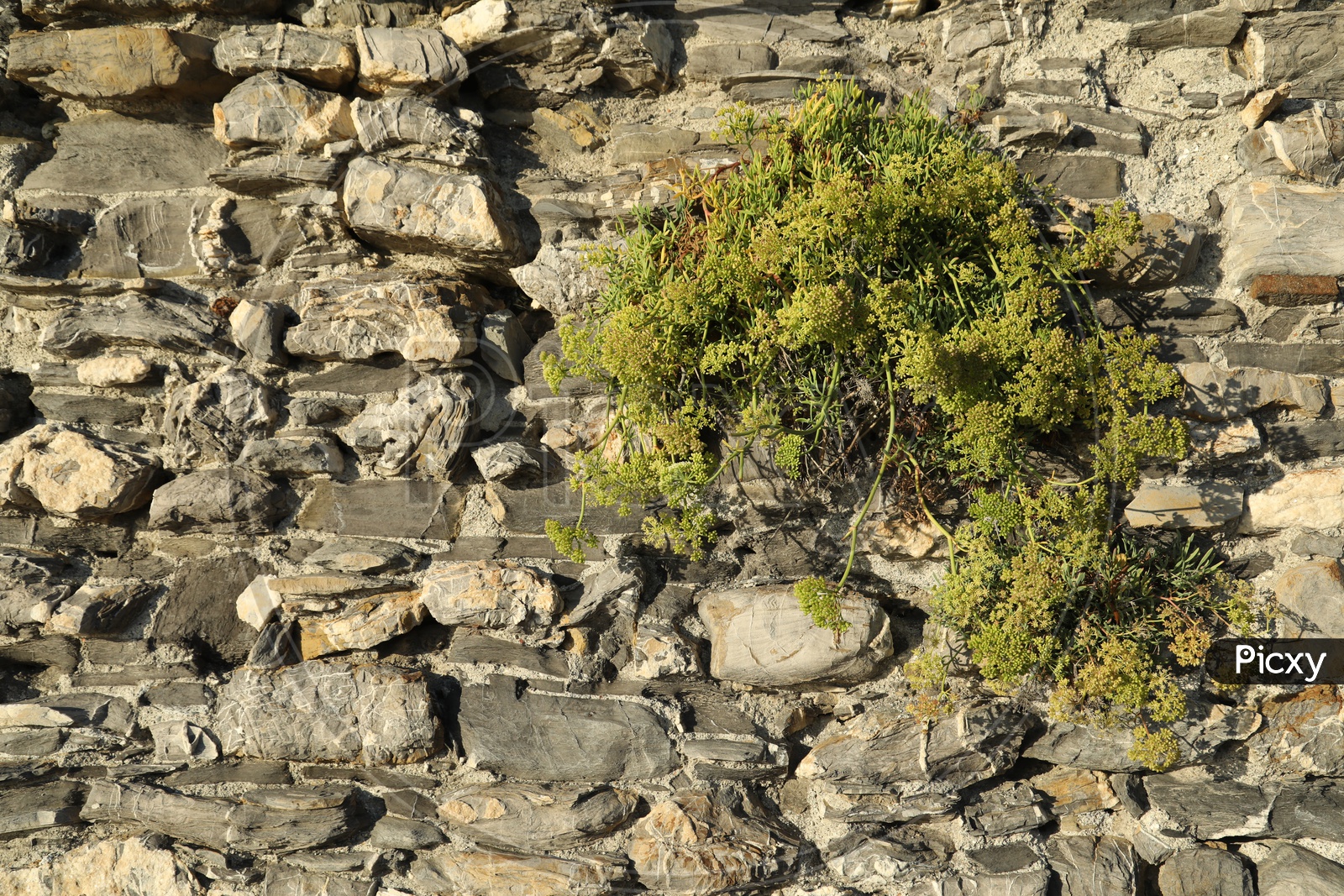 a plant coming out of a stone wall