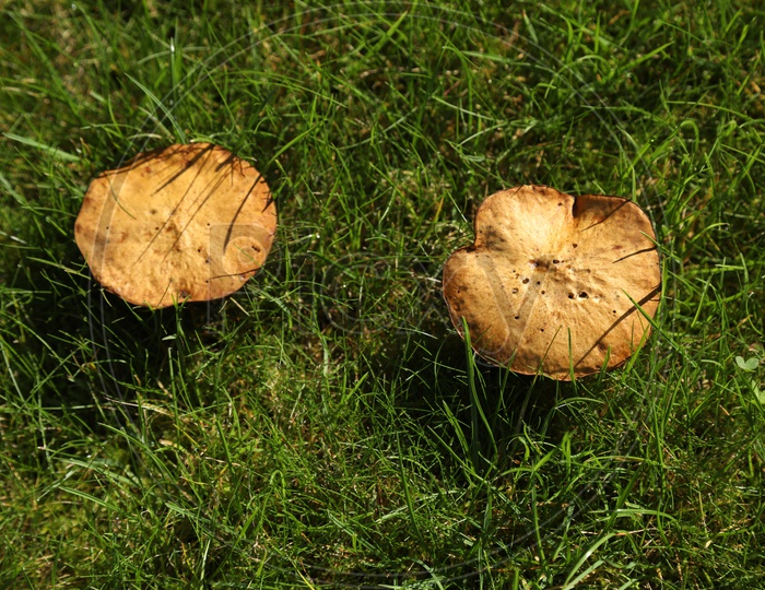 Mushrooms In a garden