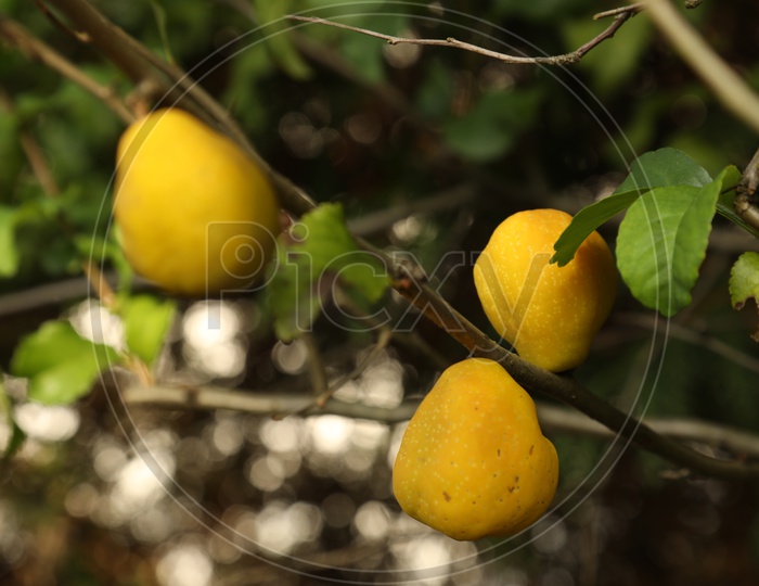 Citron fruits of a Tree