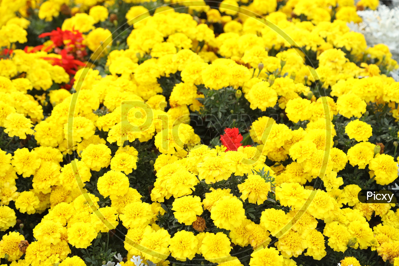 Yellow color flowers