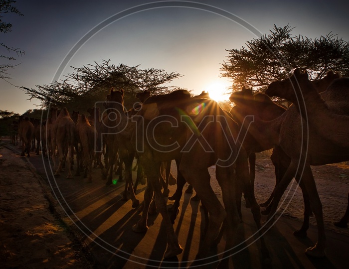 Camels Walking on The Pushkar City Roads