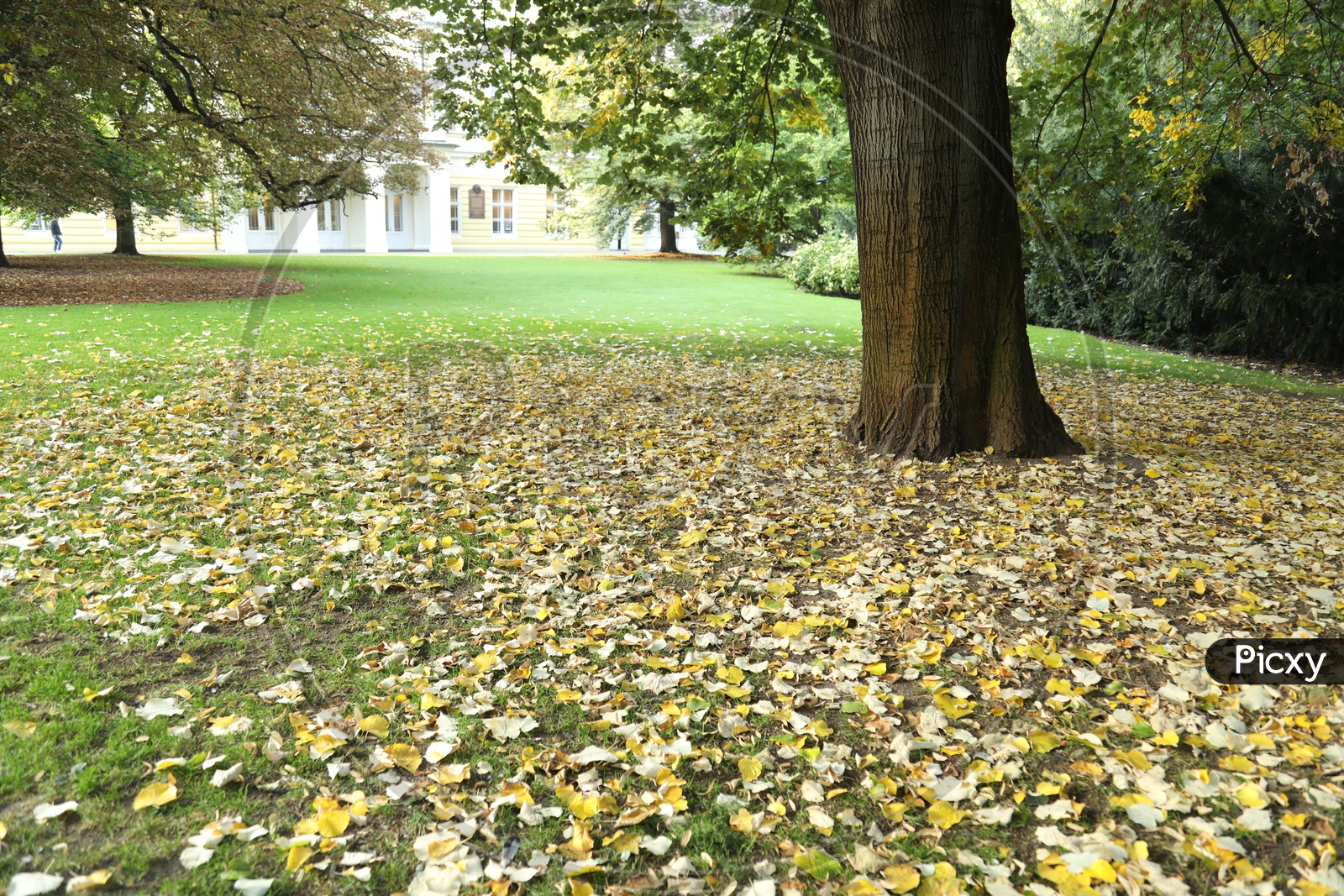 Maple Tree Leaves fallen on the ground