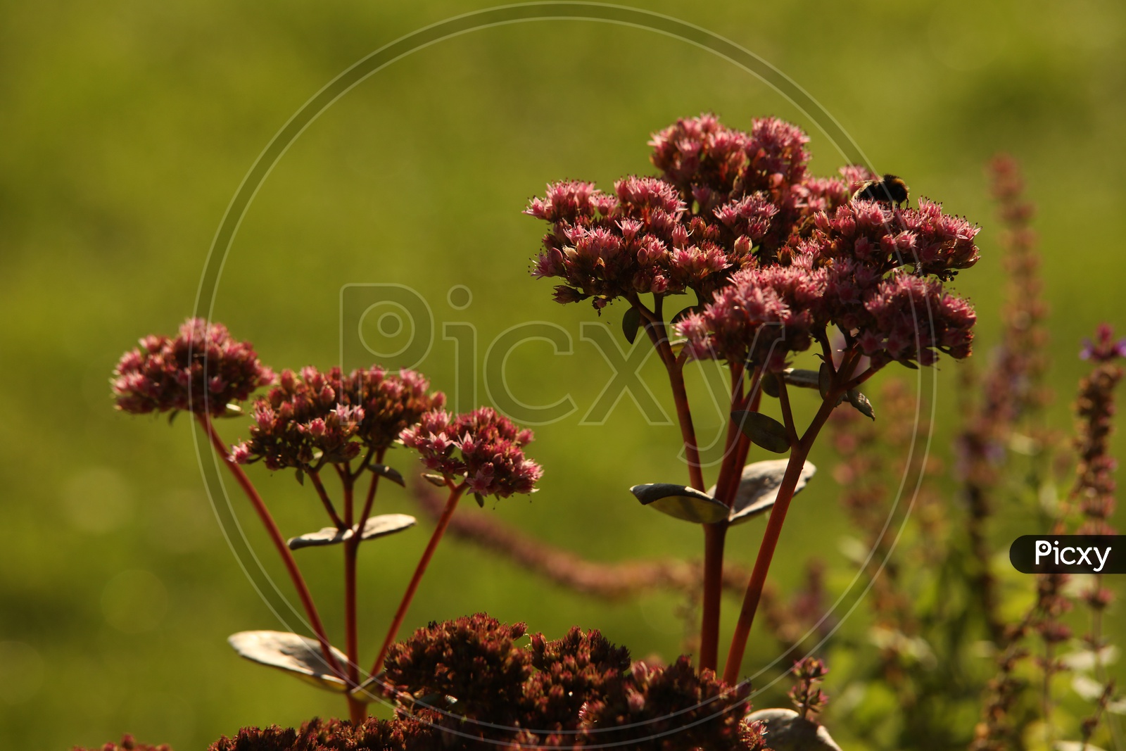 Angelica Gigas Plant