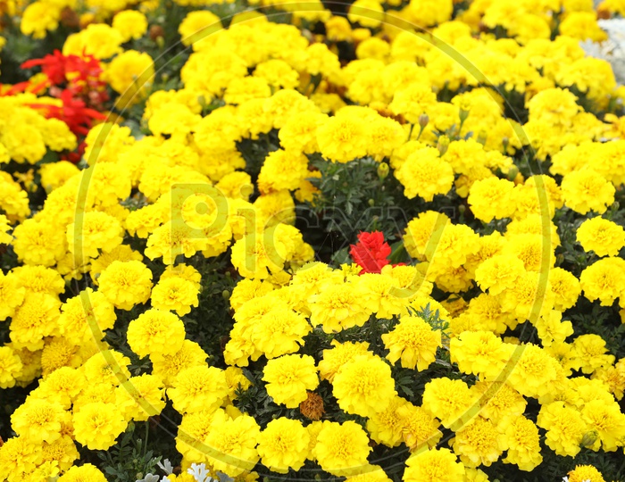 Yellow color flowers