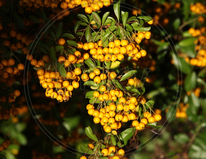 Small fruits for a tree