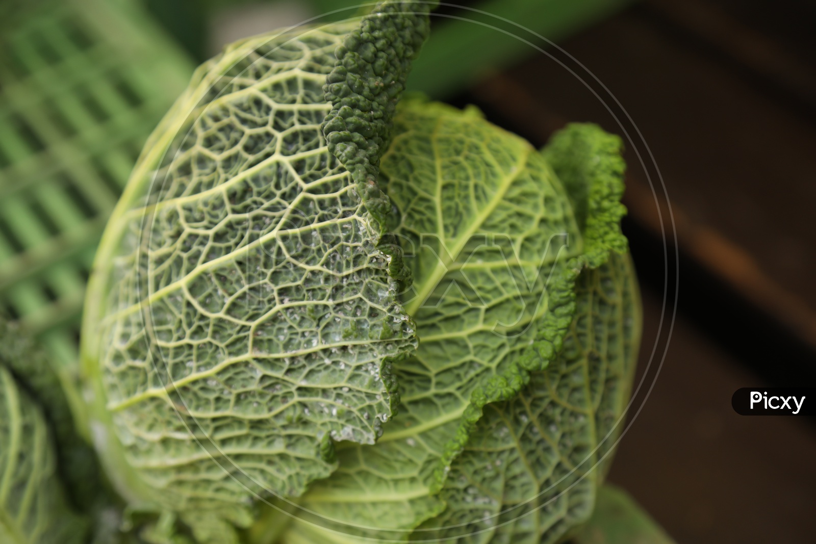 Savoy Cabbage / Green Cabbage Closeup Shot