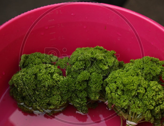 Kale / Leafy Cabbage Closeup Shot