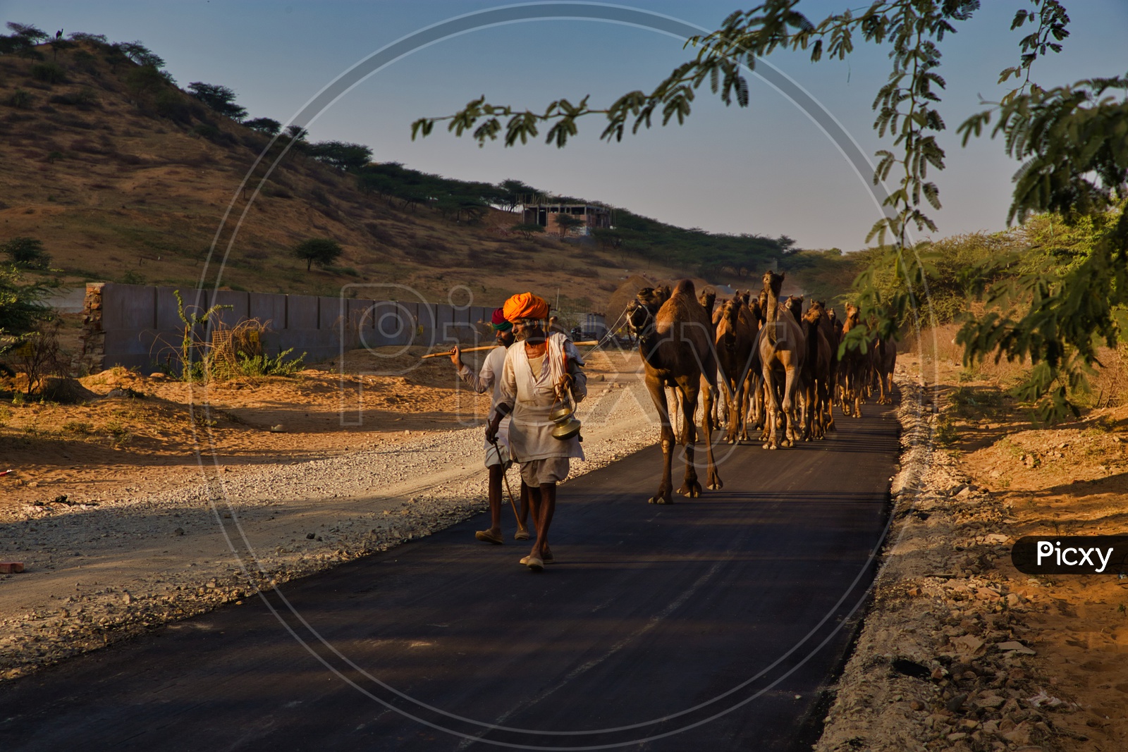 Camels Walking In the Streets of Pushkar