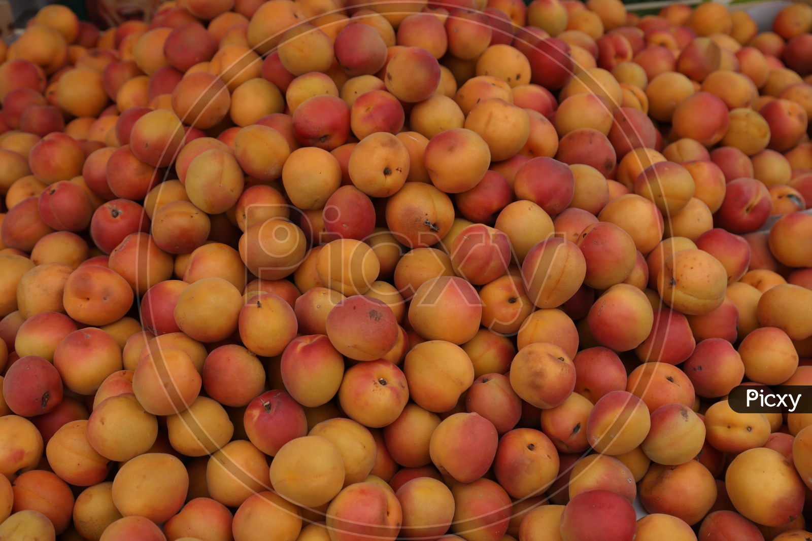 Apricots Closeup Shot in a Supermarket