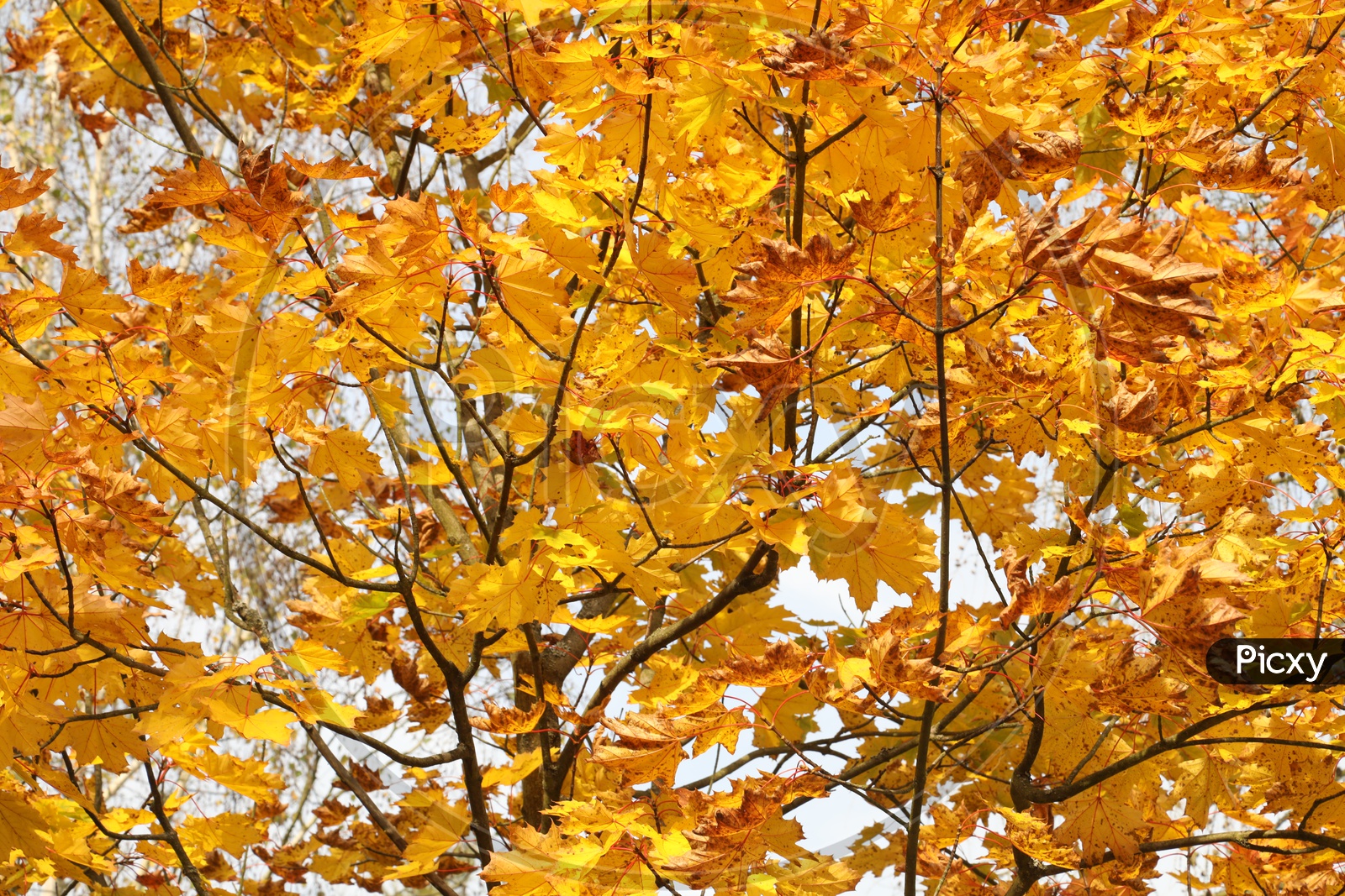 Autumn Maple Tree with yellow leaves