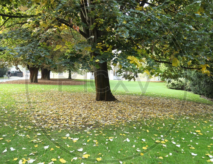 A big tree with leafs