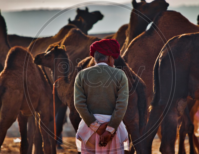 Camel herders in pushkar