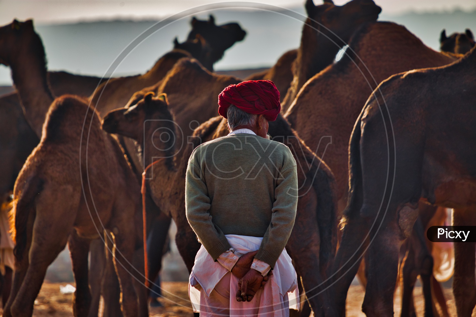 Camel herders in pushkar