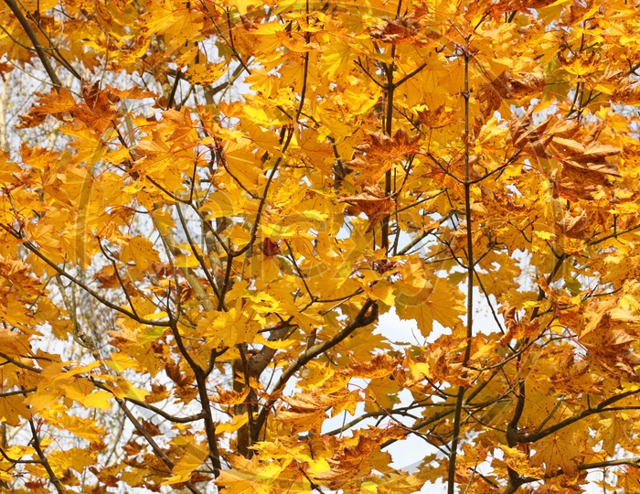 Autumn Maple Tree with yellow leaves