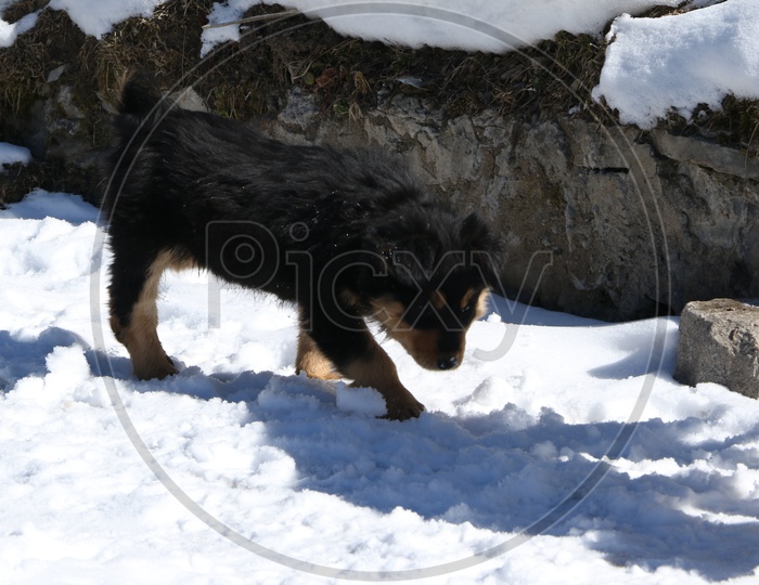 A black dog wandering in the snow