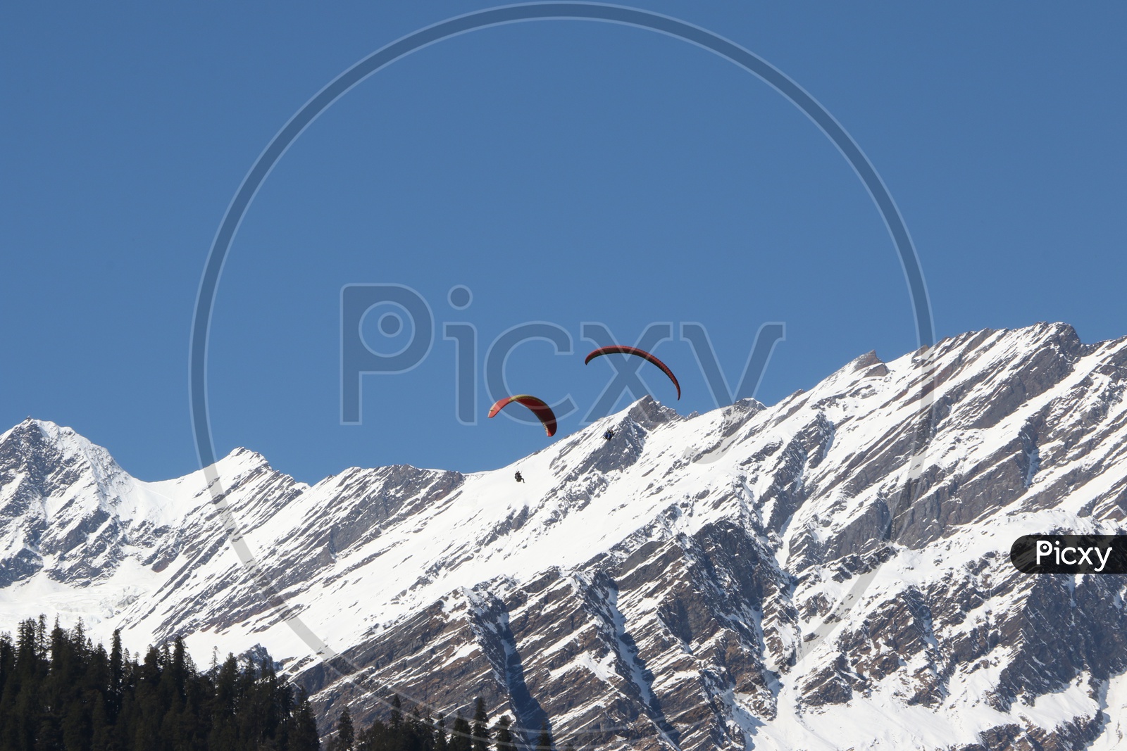 Paragliding at Manali - Snow capped Mountains & trees
