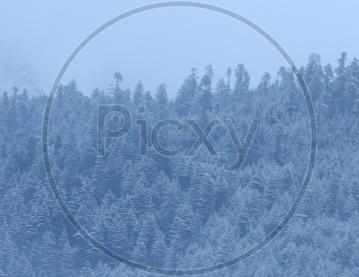 Landscapes of Manali - Snow capped trees