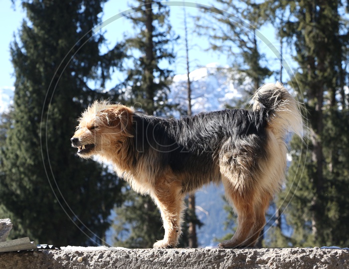 An angry dog standing on edge in the hills
