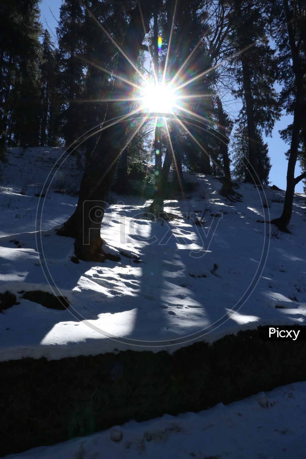 Sun rays passing through the pine trees in hills covered with snow