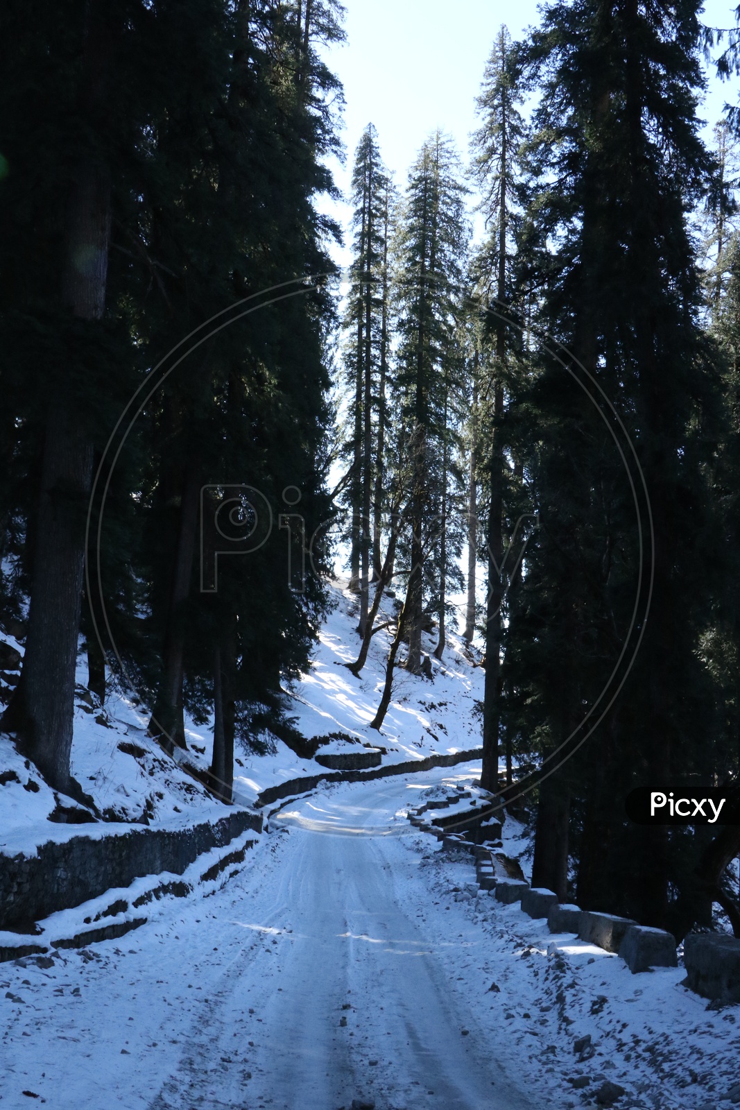 A lonely road full of snow in the hills and pine trees
