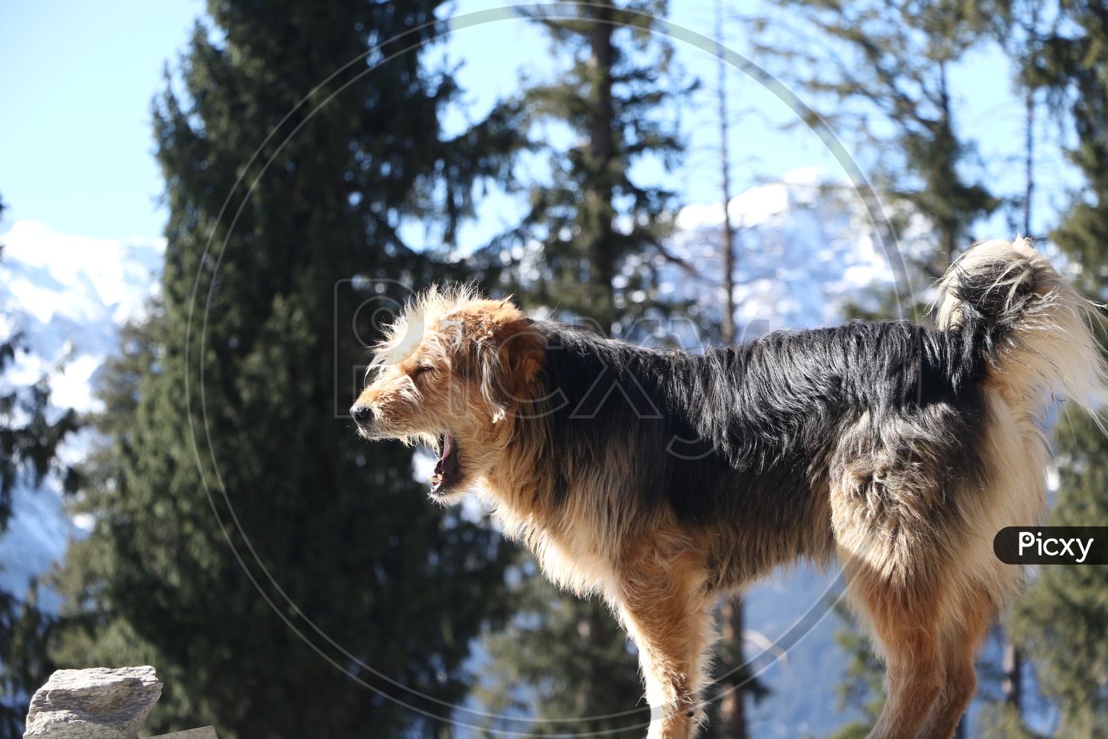 Image of A brown and black coloured dog in the hillsLI315443Picxy