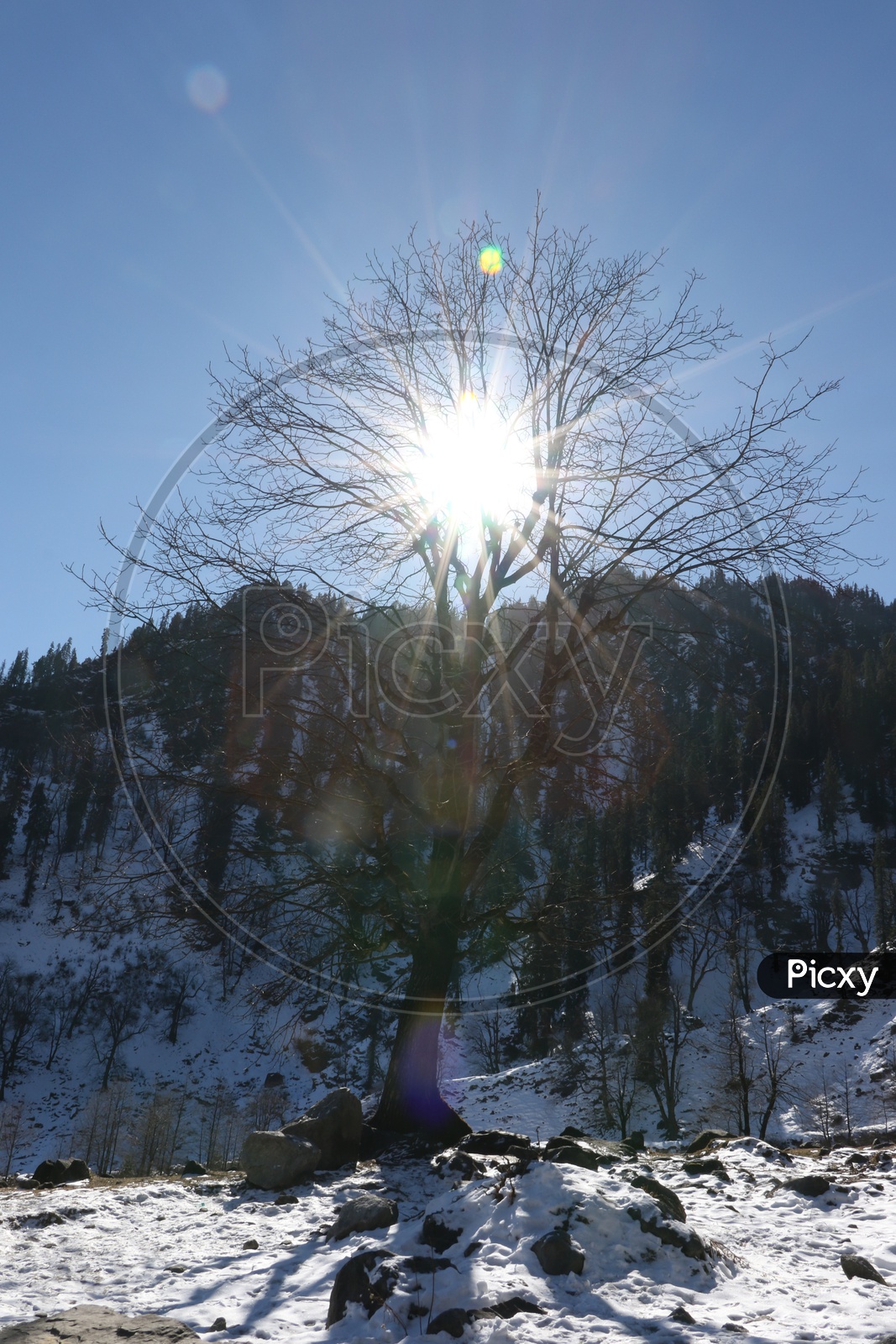 A tree in the mountains and a bright sun