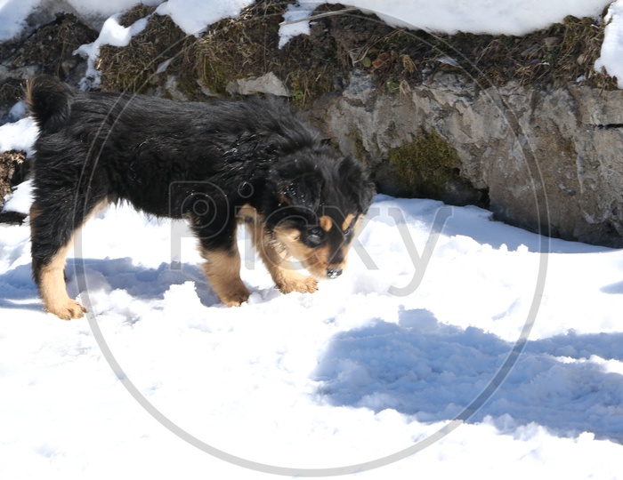 A black dog sniffing in the hills full of snow