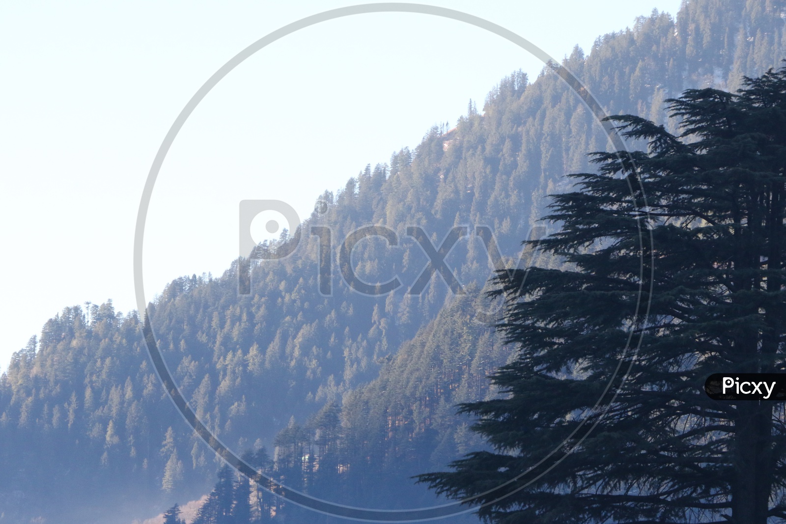 Landscapes of Manali  -  trees