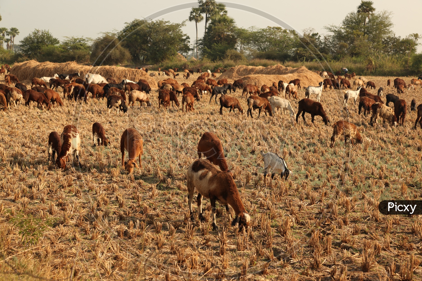 Goats grazing in the fields