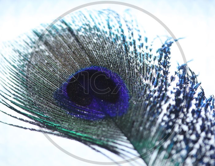 Peacock Feather Closeup Shot