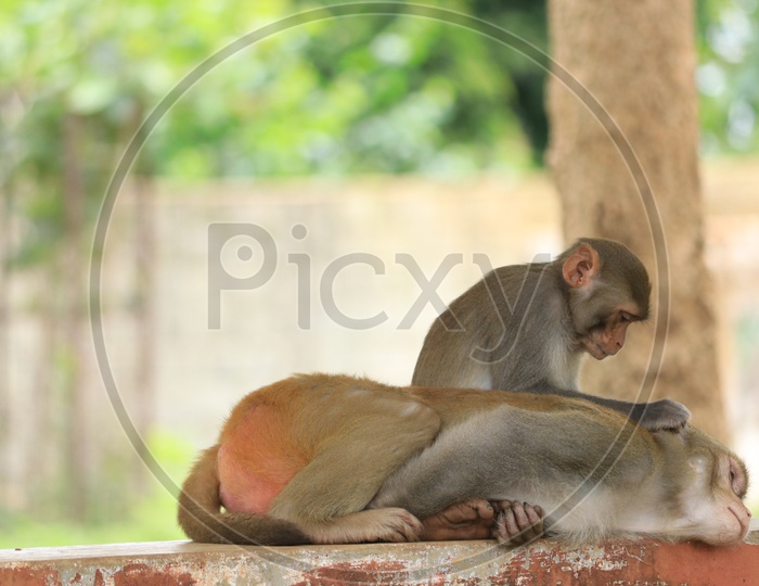 Monkeys sitting on a wall