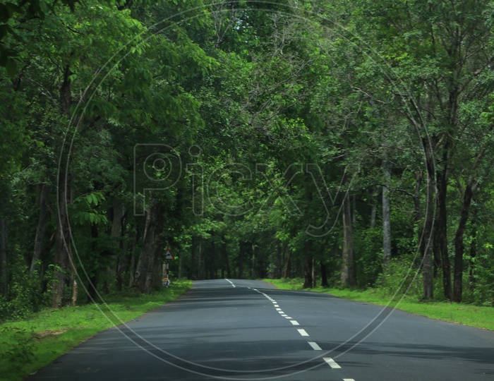 A road with green trees on either side