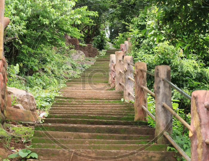 Leading steps in the forest