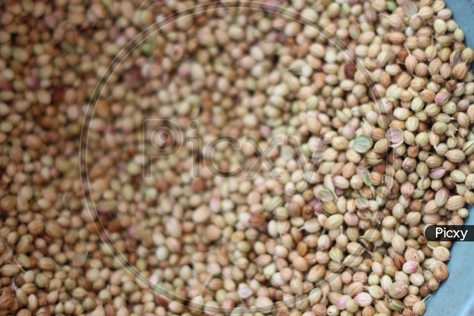 dry coriander seeds In a bowl