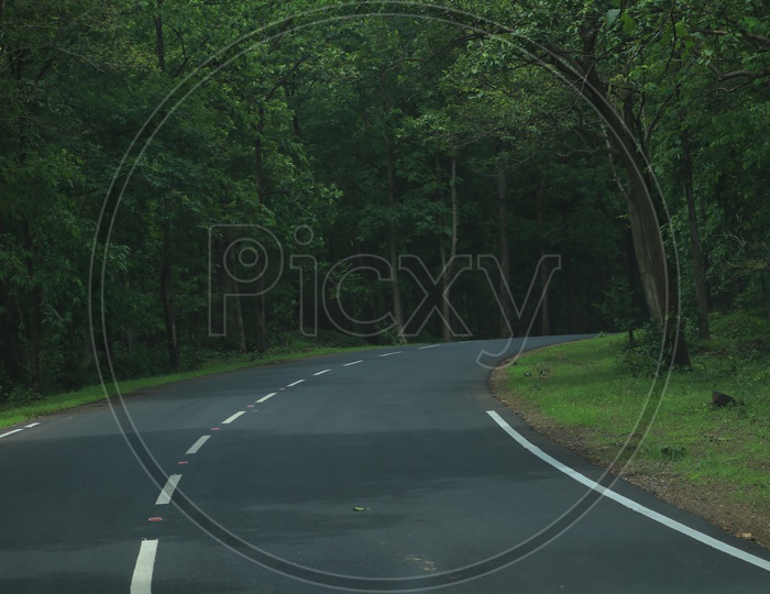 A road curve with green trees on either side