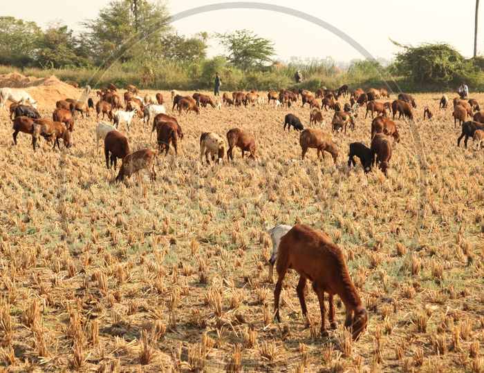 Goats grazing in fields