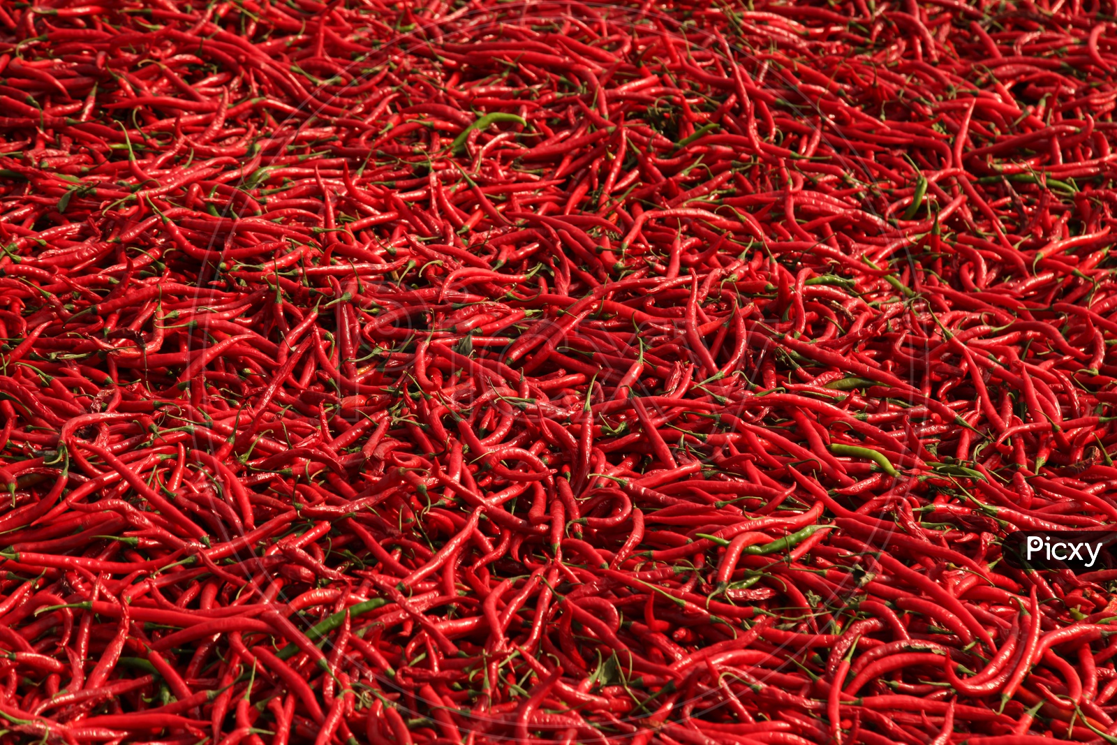 Red Chili Harvest Yield  in India