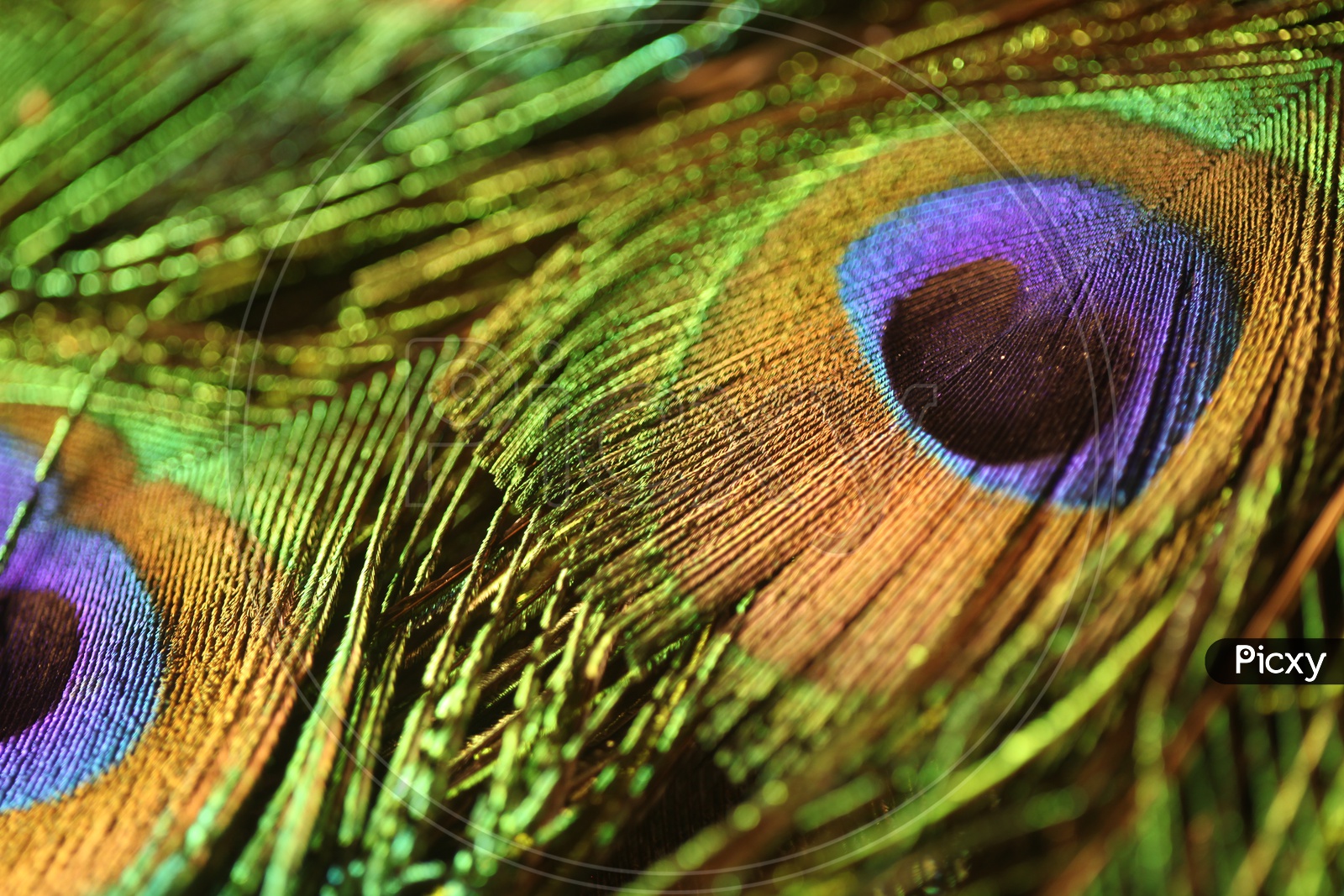 Peacock Feathers Closeup Presentation