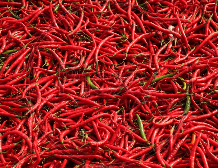 Red Chili Harvest Yield  in India
