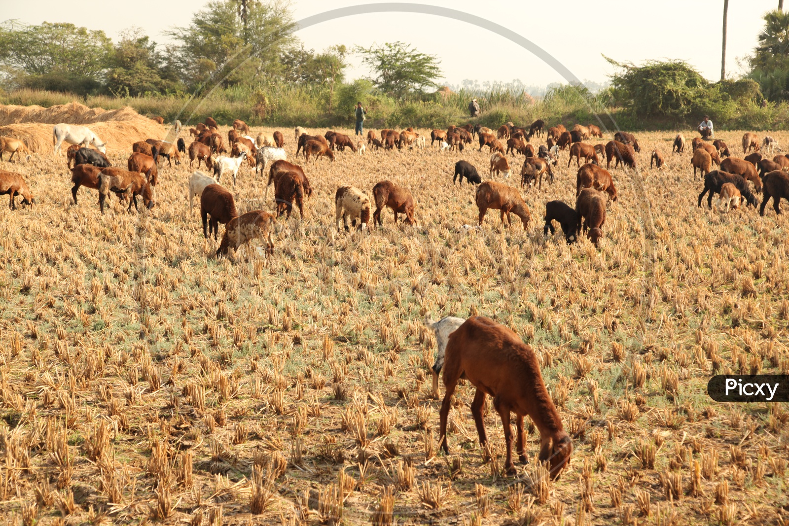 Goats grazing in fields