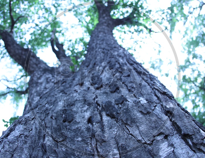View of a huge tree from the bottom
