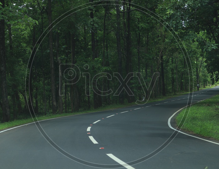 Road with green trees on either side