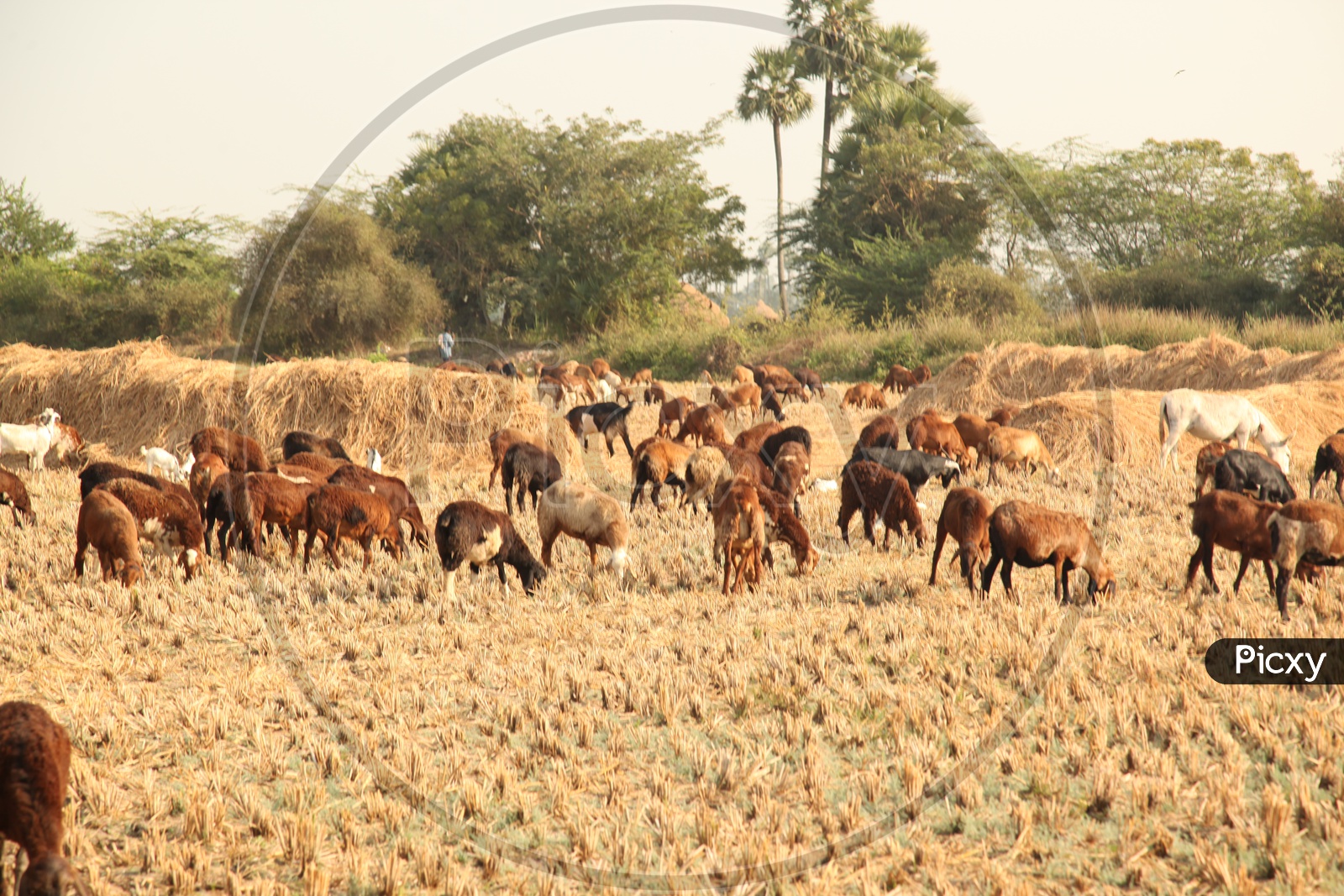 Goats Grazing on Agricultural Fields