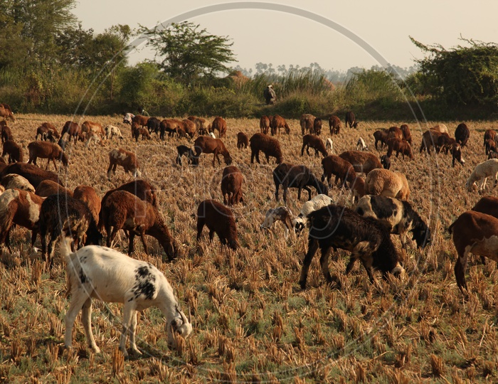 Goats Grazing on Agricultural  Lands