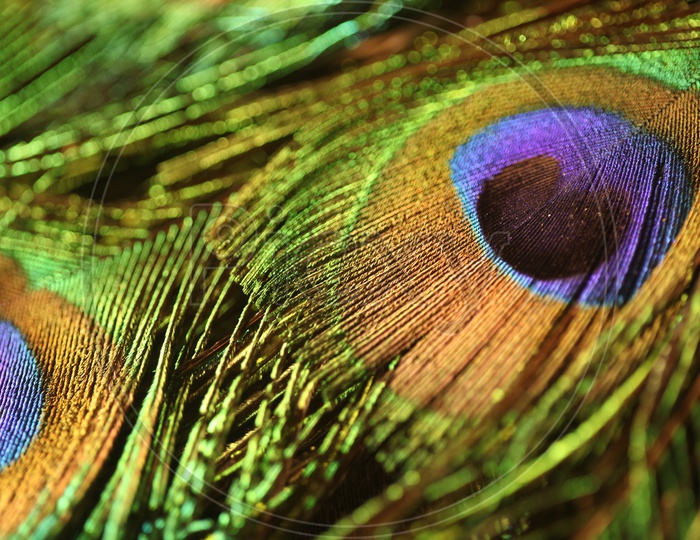 Peacock Feathers Closeup Presentation