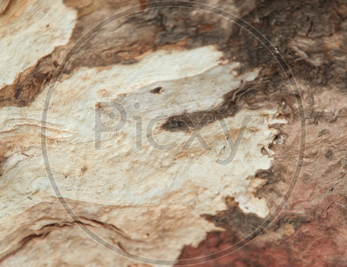 Close up shot of a wood - Patterns seen